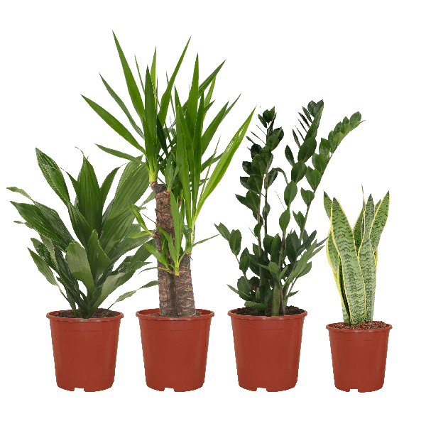 Pflanzkasten Easy Plant – 4x Zimmerpflanzen – ↕ ca. 30–60 cm – Ø 14–17 cm