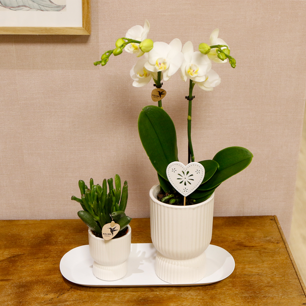 Pflanzenset Liebe Weiß Klein – Grünpflanzen mit Phalaenopsis Orchidee Weiß – in weißen Ziertöpfen auf weißem Tablett