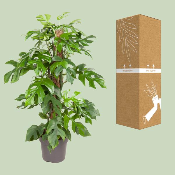 Fensterblatt - Monstera Minima - ↕ 80 cm - Ø 19 cm
