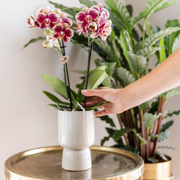 Nachtfalterorchidee – Überraschungsbox einfarbig – 4 verschiedene Phalaenopsis Orchideen