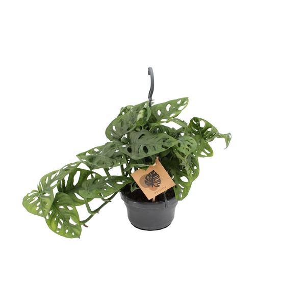 Fensterblatt - Monstera Monkey - ↕ 30 cm - Ø 14 cm