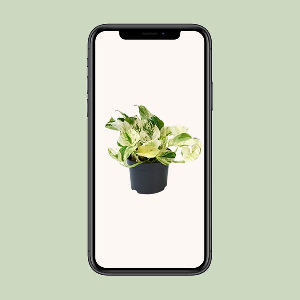 Efeutute – Epipremnum Happy Leaf – ↕ 15 cm – Ø 12 cm