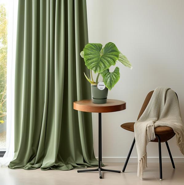 Philodendron Plowmanii - ↕ 50 cm - Ø 15 cm