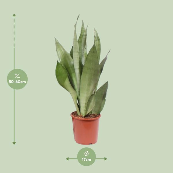 Sansevieria Moonshine - ↕ 60 cm - Ø 17 cm