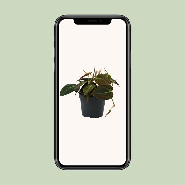 Philodendron Micans - ↕ 15 cm - Ø 12 cm