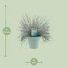 Schwingel – Festuca Glauca Intense Blue® – ↕ 35 cm – Ø 17 cm