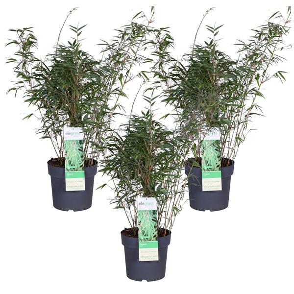 3x Bambus – Fargesia rufa – ↕ 80 cm – Ø 23 cm