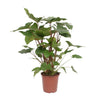 Homalomena – Rubescens Maggy – ↕ 90 cm – Ø 24 cm