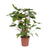Homalomena – Rubescens Maggy – ↕ 90 cm – Ø 24 cm