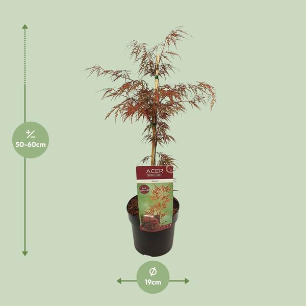 Fächerahorn – Acer palmatum Garnet – ↕ 40 cm – Ø 19 cm