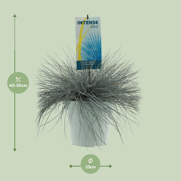 Blau-Schwingel – Festuca glauca 'Intense Blue' – ↕ 50 cm – Ø 23 cm