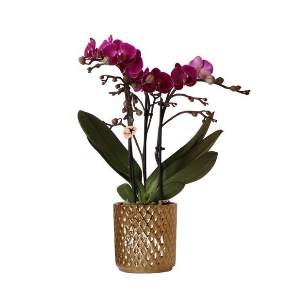 Nachtfalterorchidee - Phalaenopsis lila - ↕ 35 cm - Ø 9 cm | im goldenen Diamant-Dekotopf