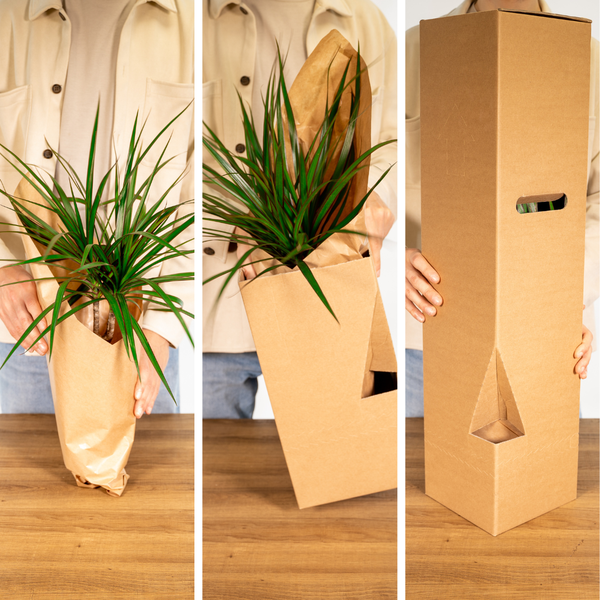 4x Gartenkräutermischung – ↕ 18 cm – Ø 14 cm