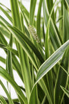 3x Segge – Carex morrowii 'Ice Dance' – ↕ 30 cm – Ø 14 cm