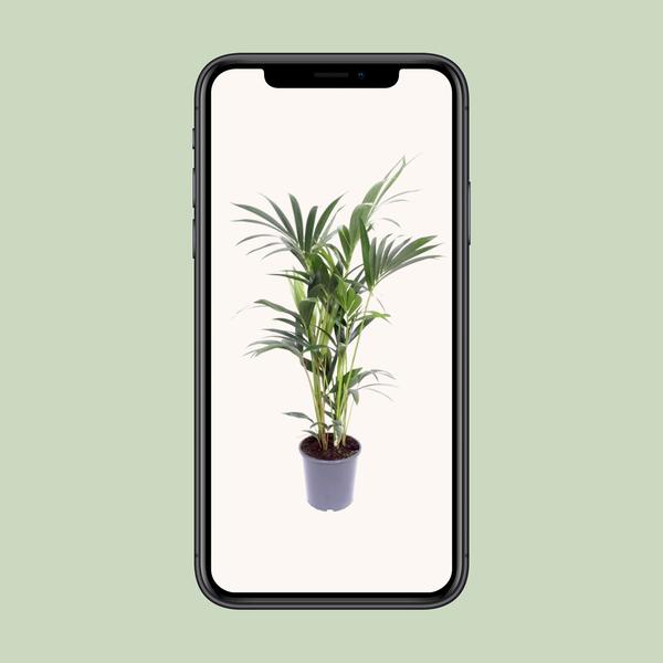 Kentia-Palme – Howea Forsteriana – ↕ 75 cm – Ø 17 cm