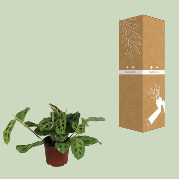 Pfeilwurz – Maranta Leuconeura Fascinator Variegata – ↕ 30 cm – Ø 12 cm