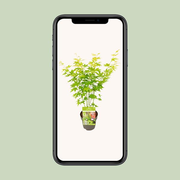 Fächerahorn – Acer palmatum Going Green – ↕ 30 cm – Ø 15 cm