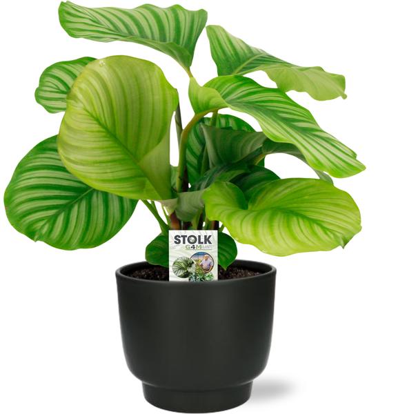 Korbmaranthe - Calathea Orbifolia - ↕ 50 cm - Ø 14 cm | Potenza Übertopf schwarz – ↕ 13 cm – Ø 15 cm