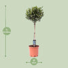 Olivenbaum – Olea europaea – ↕ 100 cm – Ø 22 cm