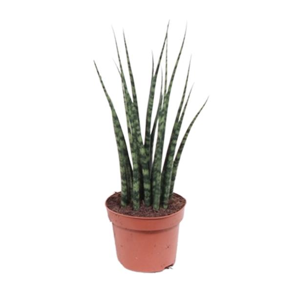 Sansevieria Fernwood Mikado - ↕ 40 cm - Ø 12 cm