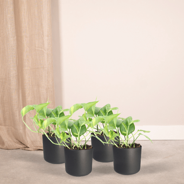 4x Epipremnum - Epipremnum Aureum (Scindapsus) - ↕ 20cm - Ø 12cm