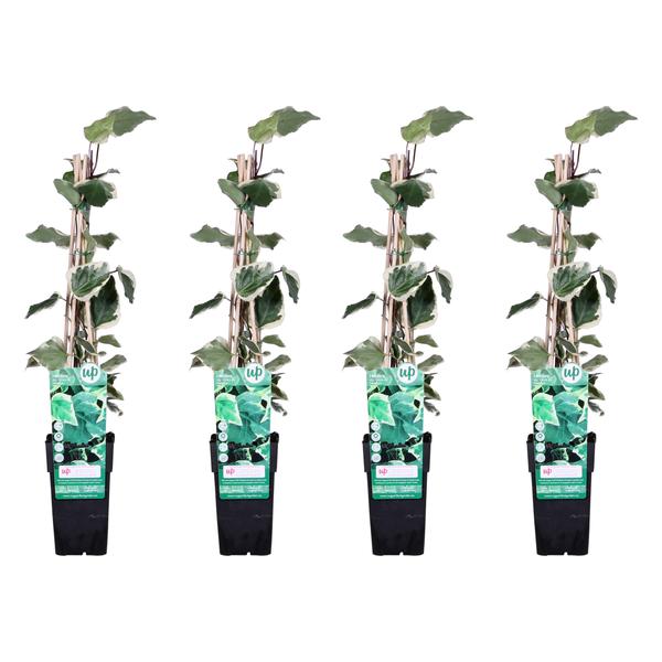 4x Efeu – Hedera algeriensis Gloire de Maren – ↕ 65 cm – Ø 15 cm