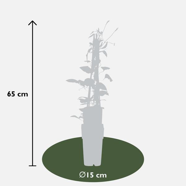 Clematis Hagley Hybrid – ↕ 65 cm – Ø 15 cm