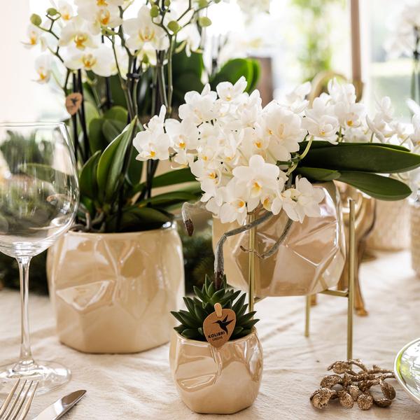 Nachtfalterorchidee - Phalaenopsis - ↕ ca. 40 cm - Ø 9 cm | 5er-Set für Tischdekoration mit Zierpflanzgefäßen