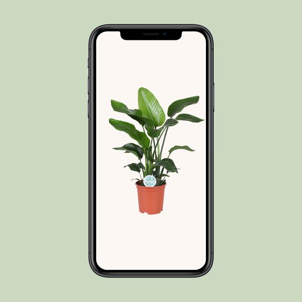 Strelitzia Nicolai - ↕ 80 cm - Ø 21 cm
