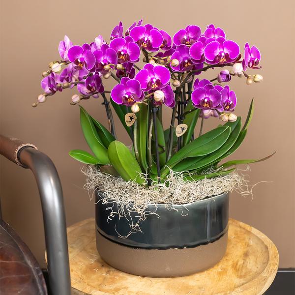 Nachtfalterorchidee lila – Phalaenopsis Orchidee – Morelia – ↕ ca. 35–45 cm – Ø 9 cm
