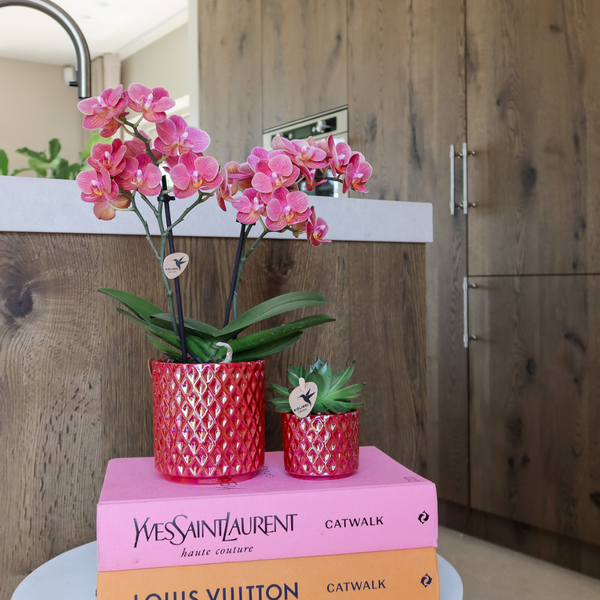 Nachtfalterorchidee - Rote Phalaenopsis-Orchidee Congo - ↕ 40 cm - Ø 9 cm | Red Pearl-Topf