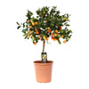 Calamondinorange – Citrus Calamondin – ↕ 80 cm – Ø 22 cm