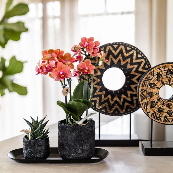 Nachtfalterorchidee - Phalaenopsis - ↕ ca. 35 cm - Ø 9 cm | 2er-Set Home Hub Small auf schwarzem Tablett