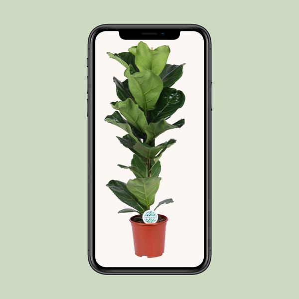 Geigen-Feige - Ficus Lyrata - ↕ 90 cm - Ø 21 cm