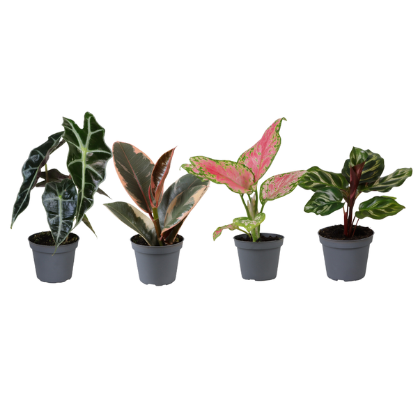 4x Babypflanzen-Überraschungsbox - Ø 6 cm - ↕ ca. 10 cm