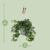 Efeu - Hedera Helix Groen - ↕ 17 cm - Ø 17 cm | Hängetopf Wit / Basic