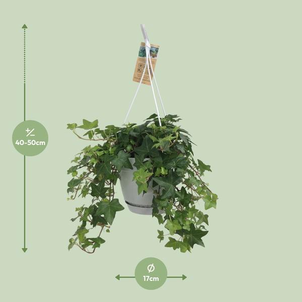 Efeu - Hedera Helix Groen - ↕ 17 cm - Ø 17 cm | Hängetopf Wit / Basic