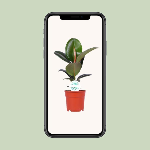 Gummibaum - Ficus Elastica Robusta - ↕ 55 cm - Ø 17 cm