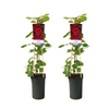 Kletterrose – Rosa Red Climber – 2 Stück – ↕ 75 cm – Ø 17 cm