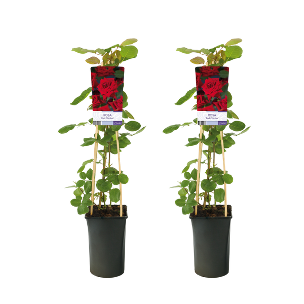 Kletterrose – Rosa Red Climber – 2 Stück – ↕ 75 cm – Ø 17 cm