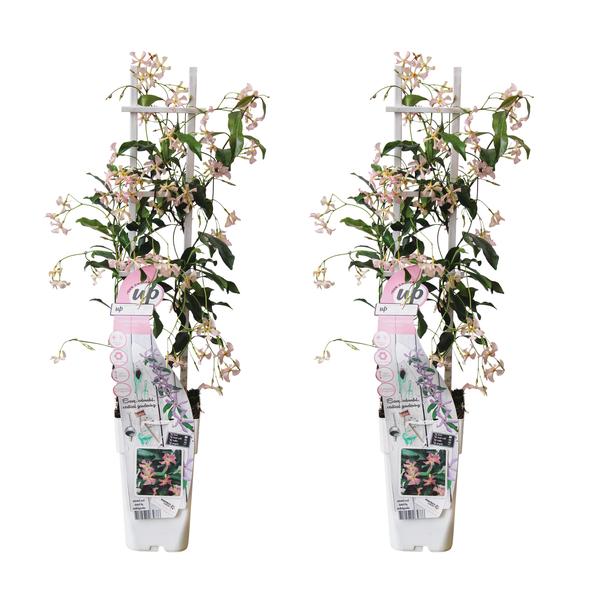 2x Sternjasmin – Trachelospermum 'Star of Ibiza' – ↕ 65 cm – Ø 15 cm