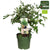 Feige – Ficus carica 'Little Miss Figgy' Bio – ↕ 50 cm – Ø 23 cm