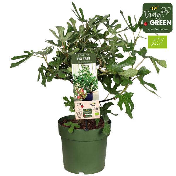 Feige – Ficus carica 'Little Miss Figgy' Bio – ↕ 50 cm – Ø 23 cm