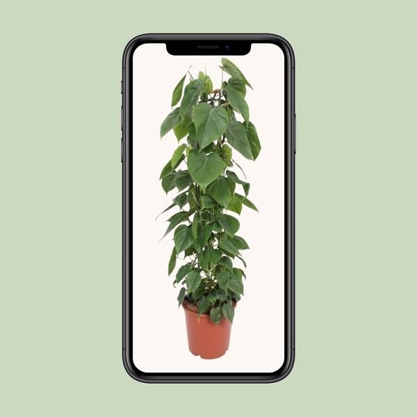 Philodendron Scandens - ↕ 120 cm - Ø 24 cm