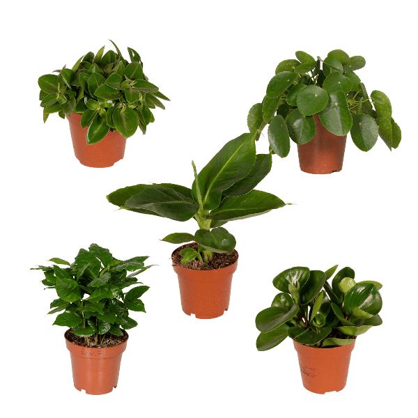 Überraschungsbox – 5 Zimmerpflanzen-Mix – ↕ 25 cm – Ø 12 cm