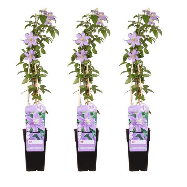 3x Clematis Justa – ↕ 65 cm – Ø 15 cm