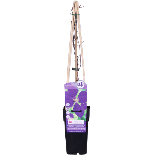 Clematis Jackmanii – ↕ 65 cm – Ø 15 cm