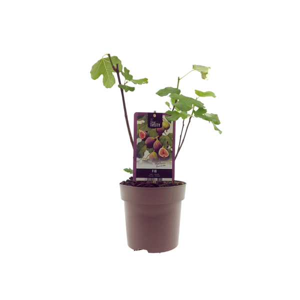 Ficus Bornholm – Zierfeige im Topf – ↕ 40 cm – Ø 15 cm