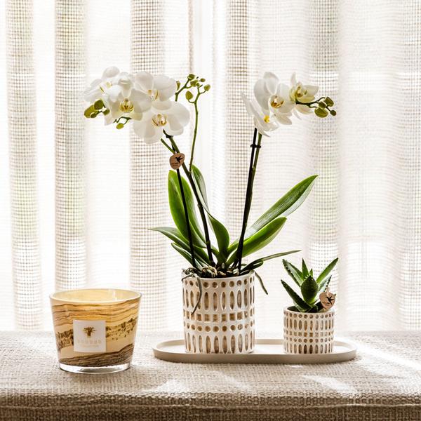Pflanzenset Le Chic Small – Phalaenopsis Amabilis weiß & Sukkulente – inkl. Keramiktöpfe auf organischem Tablett Creme