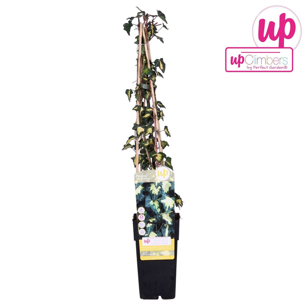 Efeu – Hedera helix Goldheart – ↕ 65 cm – Ø 15 cm
